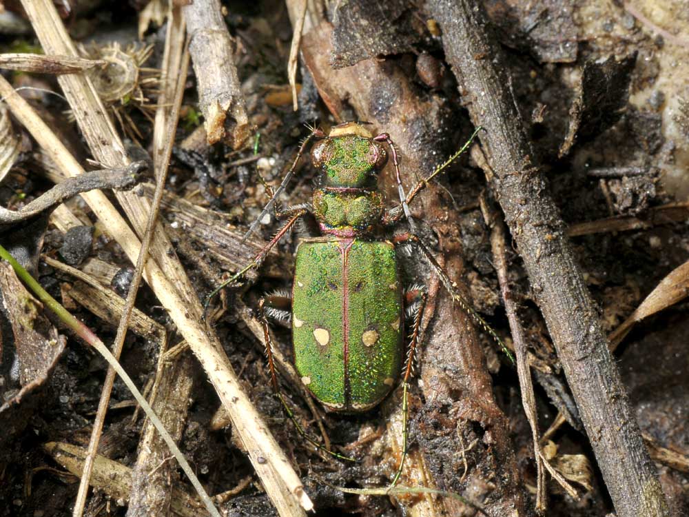 Cicindela infreddolita
